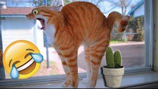 Funniest Animals 2024  New Funny Cats and Dogs Videos  Part 63