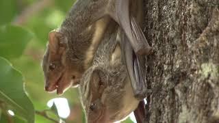 Mauritian Tomb Bats mating and squeaking on a tree trunk in daylight