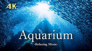 【Aquarium 4K 】- Beautiful Underwater World, Relaxation Film With Calming Piano Music ｜海のお魚 お家で水族館