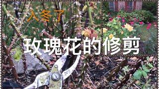 要入冬了，如何修剪玫瑰？  玫瑰和月季有什么区别？ How to Prune Roses Before Winter?