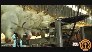 How Machine Slaughtered "Halal" really happens (Its not really Halal)