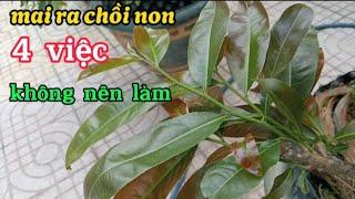 4 việc không nên làm khi mai ra chồi non