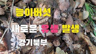 능이버섯 새로운 유생 발생 늦능이버섯 나오기 시작 경기북부  2024년 10월 2일 능이버섯산행