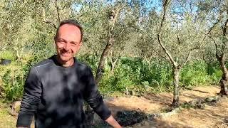 Agroforestare un vecchio oliveto - con Gennaro Cardone (parte 1)