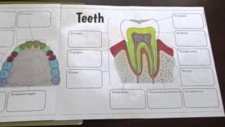 Big Teeth Foldable by Tangstar Science