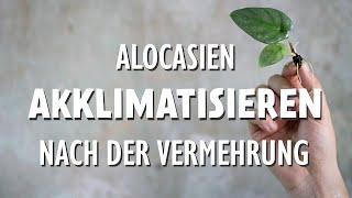 Baby Alocasien an Raumluft gewöhnen - so geht es nach der Vermehrung aus einer Knolle weiter