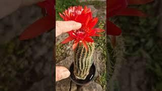 Nice Red! #cactus #flowers #nature #gardening #cactusjerk