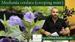 Great native groundcover plant for shade!