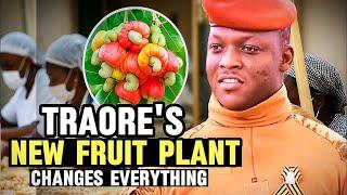 Africa’s Cashew Capital? How BurkinaFaso Is Changing the Game!