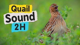 Quail Sound 2 Hours High Resolution