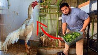 Aseel Murgho ka diet plan, How to Grow Aseel Chicks, Hen Hatching Eggs, Free range chicken farm Hsn