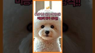 귀엽지만 은근 까다로운 비숑의 진짜 성격!