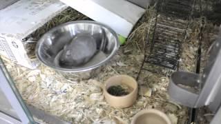 Behaviour: A chinchilla dusting