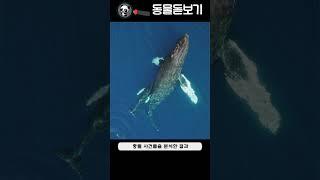 혹등고래가 범고래를 싫어하는 이유