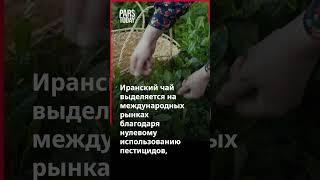 Иран экспортирует чай на сумму 17 млн ​​долларов; Россия и Индия — основные направления  #иран #чай