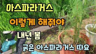 아스파라거스 틀밭(raised bed) 이렇게 해줘야 매년봄 굵은 아스파라거스 수확합니다 아스파라거스 종근 옮겨심기 웃거름주기