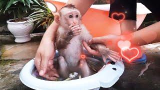 Cute baby monkey LyLy relaxes with her mother after a long and tiring day of exercise