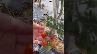 #농사#토#농사농#농사노하우 사꾼 마토