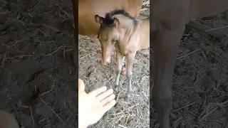 придумали простое мурское имя орлик так и назвал орликом #horse #лошадки