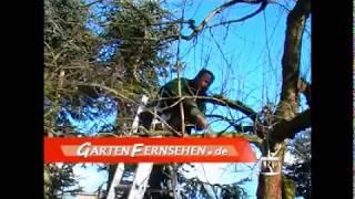 "gartenfernsehen": Obstbaumschnitt: Wie schneide ich einen Apfelbaum?