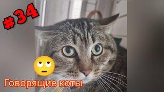 Говорящие коты! Лучшая подборка #34 