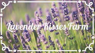 Lavender Kisses Farm