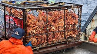 Amazing Catch Hundreds Tons Alaska King Crab With Modern Big Boat - Amazing Crab Fishing on the sea