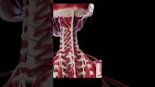 MUSCULATURA PROFUNDA DO PESCOÇO - ANATOMIA #005