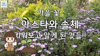 가을꽃 아스타와 솔체꽃을 키워보니~식재 배치, 특징, 장단점/가드닝/정원가꾸기