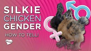 Silkie Chicken Gender (2 Foolproof Ways to Sex Silkies)