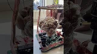 BrainArt. Final