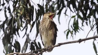 Black-crowned Night Heron Chick Yawning