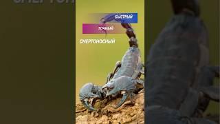 Как охотится скорпион Быстрый и смертоносный