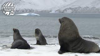 Dominant male fur seal protects females and their adorable pups