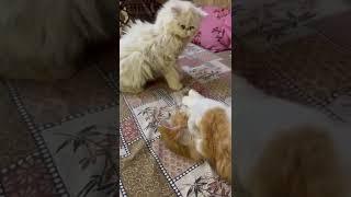 Persian Kitten For Sale7078188786 | Cat For sale | Chandigarh pet Shop #mohalipetvlogs