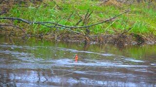 INSANE Bobber Downs Every Cast - Tiny Creek Fishing Madness!