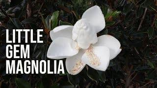 Little Gem Magnolia - Fragrant Evergreen Dwarf Tree