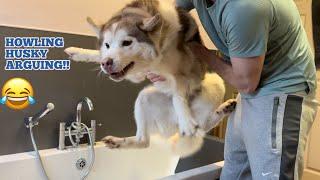 Stubborn Talking Husky Arguing Refusing To Have A Bath!.