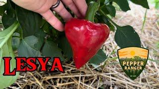 Lesya || Pepper Review