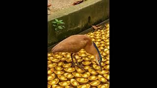 Malayan Night Heron&Gold ，黑冠麻鷺與金元寶#gold #元寶