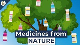 Lifesaving Medicines Made From Plants You've Never Heard Of