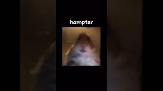 hampter | credit: chobus | Not my art #shorts #hampter #meme