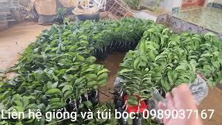 Cây giống Na Thái da vàng chuẩn cho người nông dân