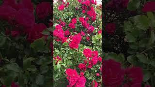 Rose flower carpet pink