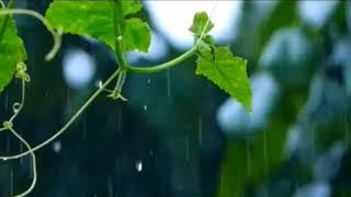 助眠【下雨声5分钟快入睡】30分钟自然雨音 Rain Sounds /, relax, decompress, and help sleep