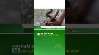 Phát hiện con trăn dài gần 2m trong cốp xe | VTC14 #shorts