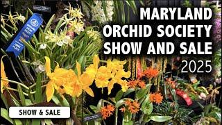 2025 Maryland Orchid Society Show & Sale | Mini Orchids, Phals & Cattleya For Sale + Orchid Displays