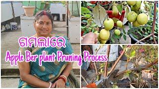 ଗାମଲାରେ || Apple Ber Plant Pruning Process || Rootop Garden || ବୋଉଙ୍କ ବଗିଚା