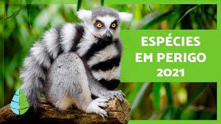 ANIMAIS em EXTINÇÃO  1O espécies em perigo 2021️