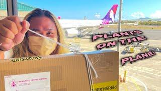 How to Travel With Plants From Hawaii to the Mainland | This Was Surprising!